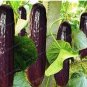 20 PCS Seeds Purple Black Japanese Long Cucumber