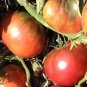 300 PCS Seeds Purple Black' Round Chicago Tomato