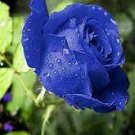 50 PCS Seeds Purple Blue Rose Big Flowering Plants Strong Fragrant Dazzling Garden Flower 50 PCS Seeds Purple Blue Rose Big Flowering Plants Strong Fragrant Dazzling Garden Flower