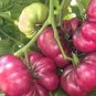 100 PCS Seeds Purple Calabash Tomato