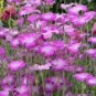 20 PCS Seeds Purple CORN COCKLES Seeds Agrostemma githago Milas Rose