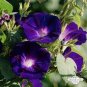10 PCS Seeds Purple Corrugated Double Morning Glory