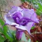 10 PCS Seeds Purple Corrugated Double Morning Glory