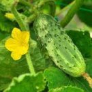 100 PCS Seeds Purple Cucumber Seeds Garden Farm Vegetable Plants