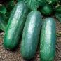 100 PCS Seeds Purple Cucumber Seeds Garden Farm Vegetable Plants