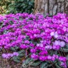 6 PCS Seeds Purple Cyclamen Coum 6 PCS Seeds Purple Cyclamen Coum