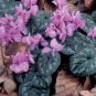 6 PCS Seeds Purple Cyclamen Coum