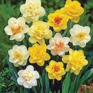 50 PCS Seeds Purple Daffodils Aquatic Plants Double Petals Flower 50 PCS Seeds Purple Daffodils Aquatic Plants Double Petals Flower