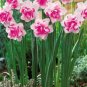 50 PCS Seeds Purple Daffodils Aquatic Plants Double Petals Flower