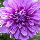 30 PCS Seeds Purple dahlia flower 30 PCS Seeds Purple dahlia flower