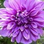 30 PCS Seeds Purple dahlia flower