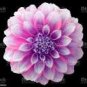 30 PCS Seeds Purple dahlia flower