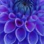 30 PCS Seeds Purple dahlia flower