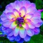 30 PCS Seeds Purple dahlia flower