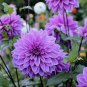 1 PCS Seeds Purple Dahlia Flowers Perennial Pooted Flowers
