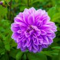 1 PCS Seeds Purple Dahlia Flowers Perennial Pooted Flowers