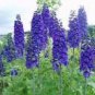50 PCS Seeds Purple Delphinium x Cultorum 'Tall Black Knight' Flower