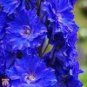 50 PCS Seeds Purple Delphinium x Cultorum 'Tall Black Knight' Flower