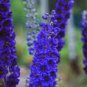50 PCS Seeds Purple Delphinium x Cultorum 'Tall Black Knight' Flower
