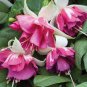 100 PCS Seeds Purple Double Petals Fuchsia Bonsai Potted Flower