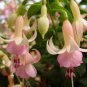 100 PCS Seeds Purple Double Petals Fuchsia Bonsai Potted Flower