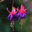 100 PCS Seeds Purple Double Petals Fuchsia Bonsai Potted Flower Bonsai Potted