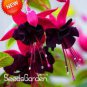 100 PCS Seeds Purple Double Petals Fuchsia Bonsai Potted Flower Bonsai Potted