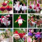 100 PCS Seeds Purple Double Petals Fuchsia Bonsai Potted Flower Bonsai Potted