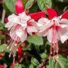 100 PCS Seeds Purple Double Petals Fuchsia Bonsai Potted Flower Bonsai Potted Plants