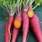 100 PCS Seeds Purple Dragon Carrot 100 PCS Seeds Purple Dragon Carrot