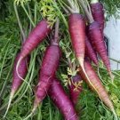 500 PCS Seeds Purple Dragon Carrot Absolutely Unique Bird's Nest Carota 500 PCS Seeds Purple Dragon Carrot Absolutely Unique Bird's Nest Carota