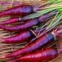 500 PCS Seeds Purple Dragon Carrot Absolutely Unique Bird's Nest Carota