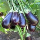 100 PCS Seeds Purple Eggplant Seeds Italian Eggplant Rare Aubergine Organic Fruit