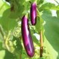 100 PCS Seeds Purple Eggplant Seeds Italian Eggplant Rare Aubergine Organic Fruit