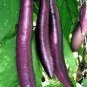 100 PCS Seeds Purple Eggplant Seeds Italian Eggplant Rare Aubergine Organic Fruit