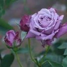 50 PCS Seeds Purple European Rose