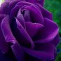 50 PCS Seeds Purple European Rose