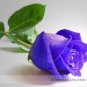 50 PCS Seeds Purple European Rose