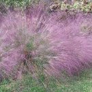 300 PCS Seeds Purple Fescue Grass Seeds Festuca glauca Perennial Hardy Ornamental