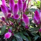 200 PCS Seeds Purple Flamingo Cockscomb 200 PCS Seeds Purple Flamingo Cockscomb