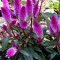 200 PCS Seeds Purple Flamingo Cockscomb
