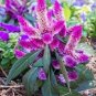 200 PCS Seeds Purple Flamingo Cockscomb