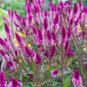 200 PCS Seeds Purple Flamingo Cockscomb