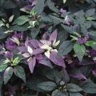 100 PCS Seeds Purple Flash Ornamental Pepper