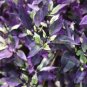 100 PCS Seeds Purple Flash Ornamental Pepper
