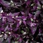 100 PCS Seeds Purple Flash Ornamental Pepper