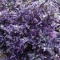100 PCS Seeds Purple Flash Ornamental Pepper