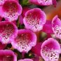100 PCS Seeds Purple Foxglove Flowers