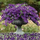100 PCS Seeds Purple Garden Petunia Perennial Flower 100 PCS Seeds Purple Garden Petunia Perennial Flower