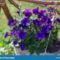 100 PCS Seeds Purple Garden Petunia Perennial Flower